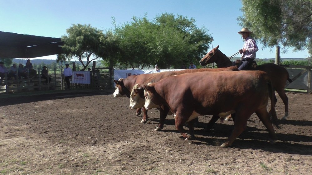 Balance de la zafra de reproductores vacunos en Lavalleja