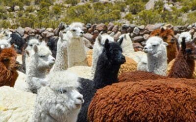 En la recta final del Año Internacional de los Camélidos.