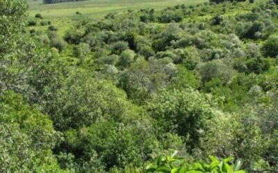 El 10/12 comienza a regir nuevos requisitos e instructivos del bosque nativo.