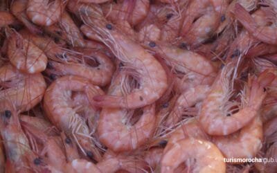 Si Uruguay quiere buenas zafras de camarones, debe permitir su retorno para la reproducción en el sur de Brasil.