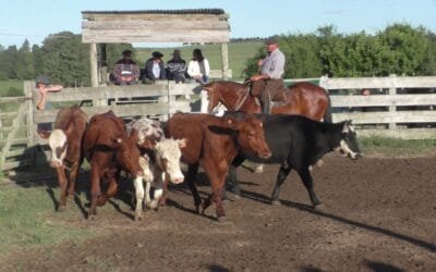 Pedro Clavijo Negocios Rurales tuvo una pista ágil en Mariscala.