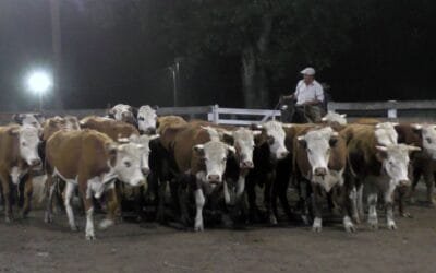 Mercado firme y al alza para todas las categorías, en el Campanero y con Montero & Fernández.