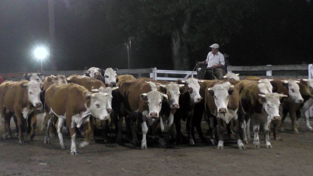 Mercado firme y al alza para todas las categorías, en el Campanero y con Montero & Fernández.