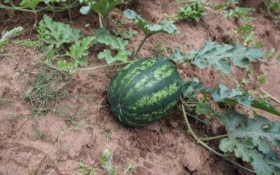 La UAM se prepara para la temporada de sandías.