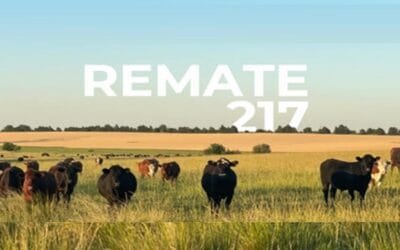 Lote 21 remata hoy 6.000 vacunos y 1.200 ovinos.