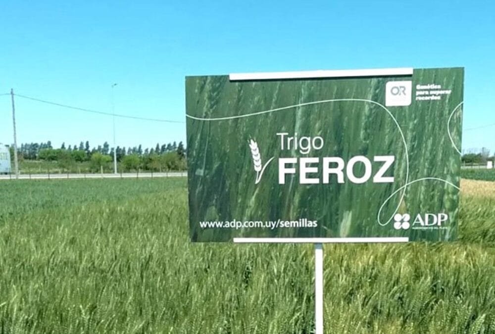 ADP acompaña la inauguración de la cosecha de trigo.