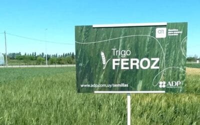 ADP acompaña la inauguración de la cosecha de trigo.