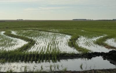 ACA se acercan al 100% de la siembra.