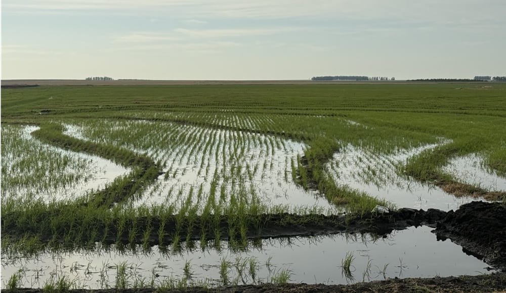 ACA se acercan al 100% de la siembra.
