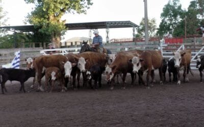 Leonardo Ruglio Bachino: agilidad, buenos valores y colocaciones totales en el Campanero.