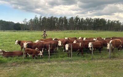 Aclaraciones de INAC sobre afirmaciones equivocadas en el marco de la campaña política electoral.