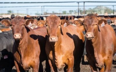 Servicios Ganaderos califica como grave y muy grave la detección de residuos veterinarios en el ganado.