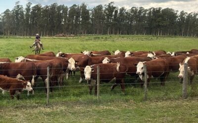 A las 09.00 comienza en remate de Pantalla Uruguay.