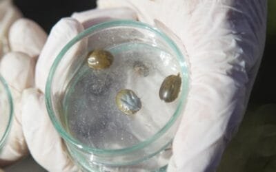 MGAP lanza campaña de prevención de la garrapata y la tristeza parasitaria por mensaje de texto.