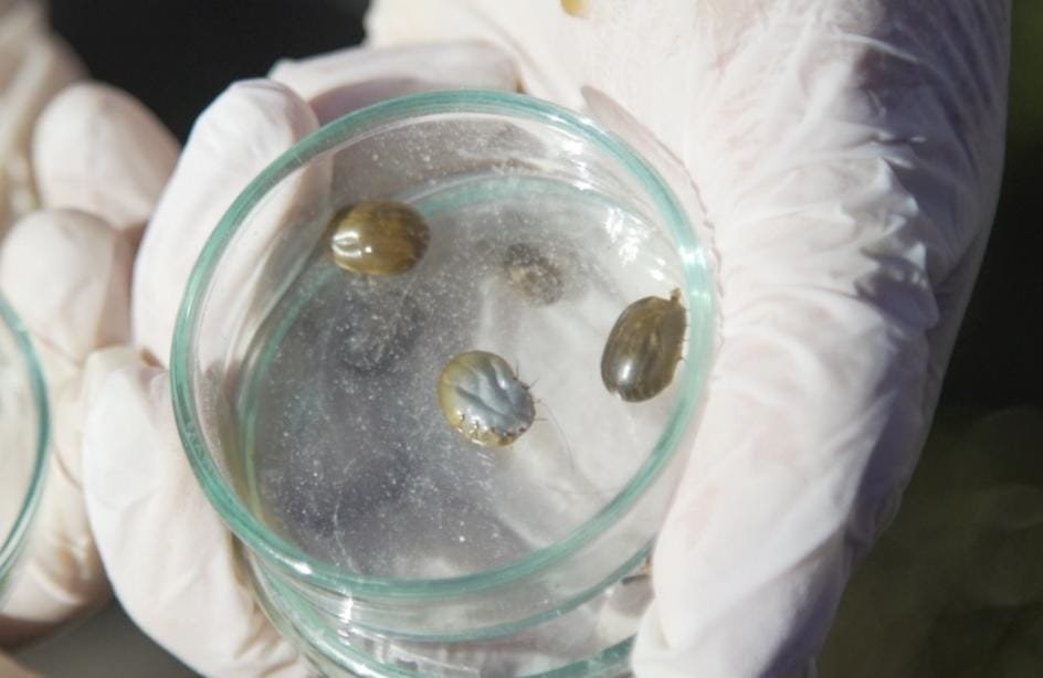 MGAP lanza campaña de prevención de la garrapata y la tristeza parasitaria por mensaje de texto.