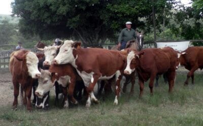 Con agilidad, surtida oferta despachó Manuel F. Porta en La Querencia.