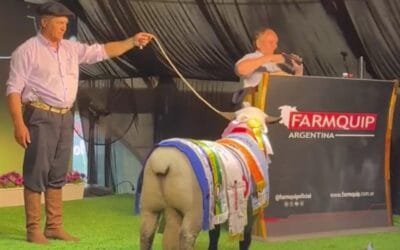 Uruguayos compraron en Argentina ovino Hampshire Down en US$ 80.000.