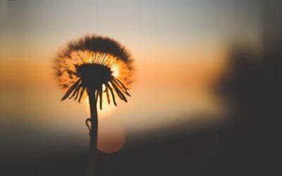 Electroagricultura. Es posible cultivar alimentos sin luz.