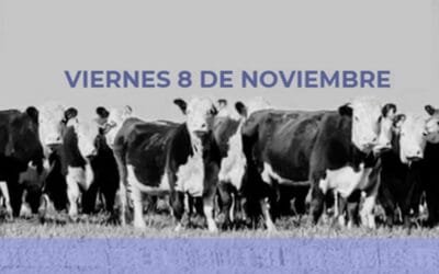 Lote 21 remata importante oferta, hoy, desde las 08.00.