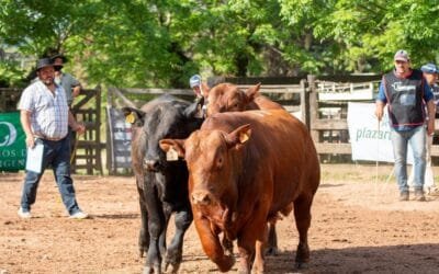 Por segunda vez, cabaña San Carlos ganó la prueba pastoril Brangus.