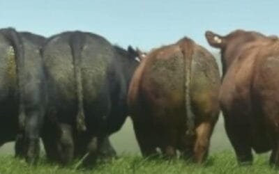 Jaso & Jaso rematará los Angus de El Nano y Alepark.