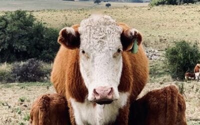 A las 14.00 de hoy comienza Herencia de Vientres Premium, un remate diferente e imperdible.