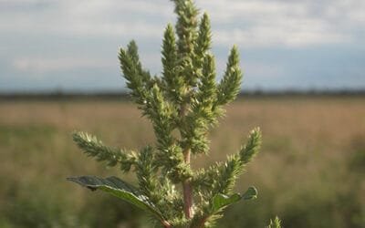 El yuyo colorado sigue vivo y coleando