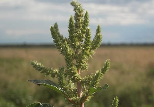 El yuyo colorado sigue vivo y coleando