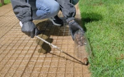 Plaga. En Misiones, Argentina, detectan caracol gigante africano.