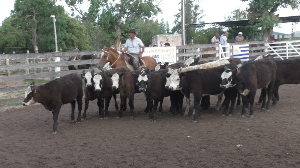 Leonardo Ruglio Bachino tuvo un buen cierre de año en Campanero.