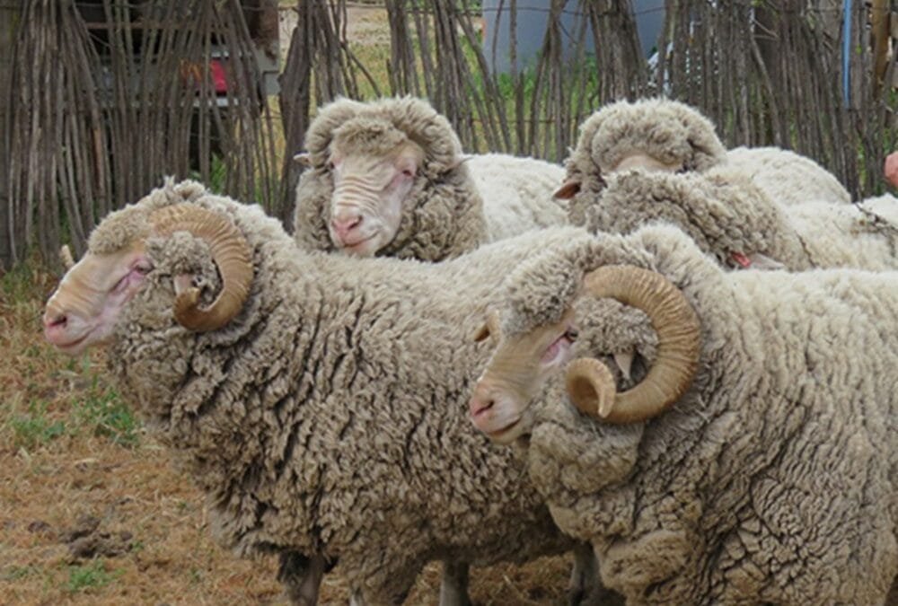 Entrega de reproductores de Crilu será el 11 de diciembre.