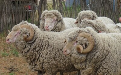 Entrega de reproductores de Crilu será el 11 de diciembre.