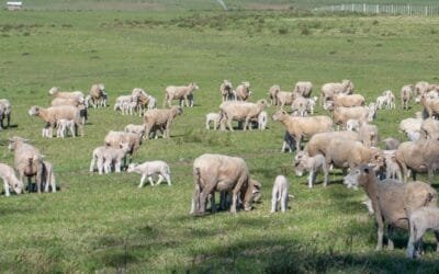 En el año Uruguay exportó 1.453 toneladas de carne ovina.