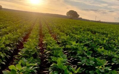 Tensión en Medio Oriente impacta en los fertilizantes.