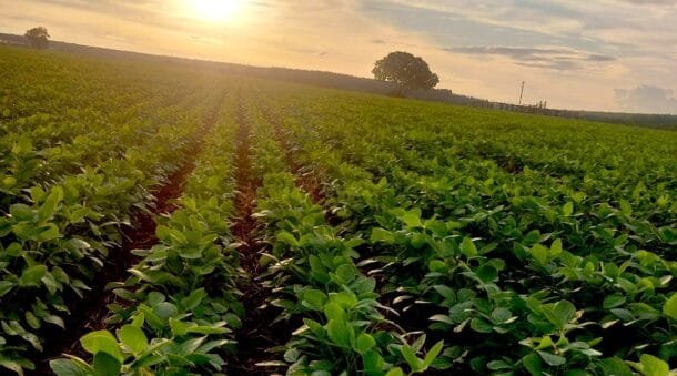 Si se cierra el estrecho de Ormuz, el suministro de urea podría caer un tercio: la alerta que llega al campo uruguayo