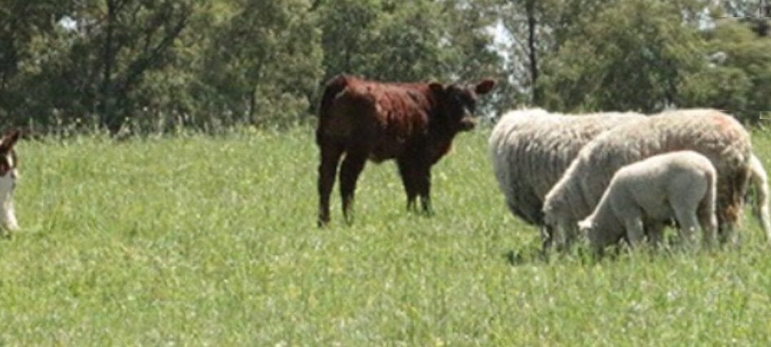 Elevada presencia de bichera. Encuesta del Plan Agropecuario: el 88% los productores reportan presencia.