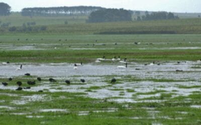 Presentaron avances del Plan de Regulación Hídrica de los Bañados de Rocha.