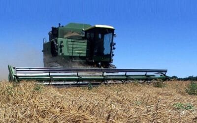 Se conocieron los datos de la encuesta agrícola de invierno 2024.