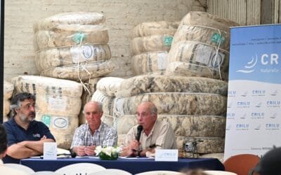 Crilu entrega carneros Merino de genética ultrafina a pequeños y medianos productores.