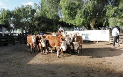 Escritorios Cuchilla de Silvera y Gustavo Basso Negocios Rurales, tuvieron un mercado dinámico y de buenas cotizaciones.