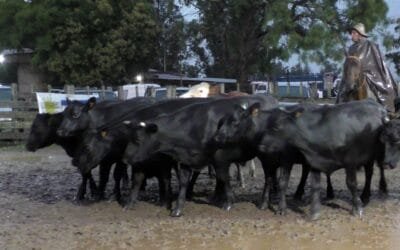 Pedro Clavijo Negocios Rurales: agilidad y buenos valores para surtida oferta dispersada den Don Bernardo.