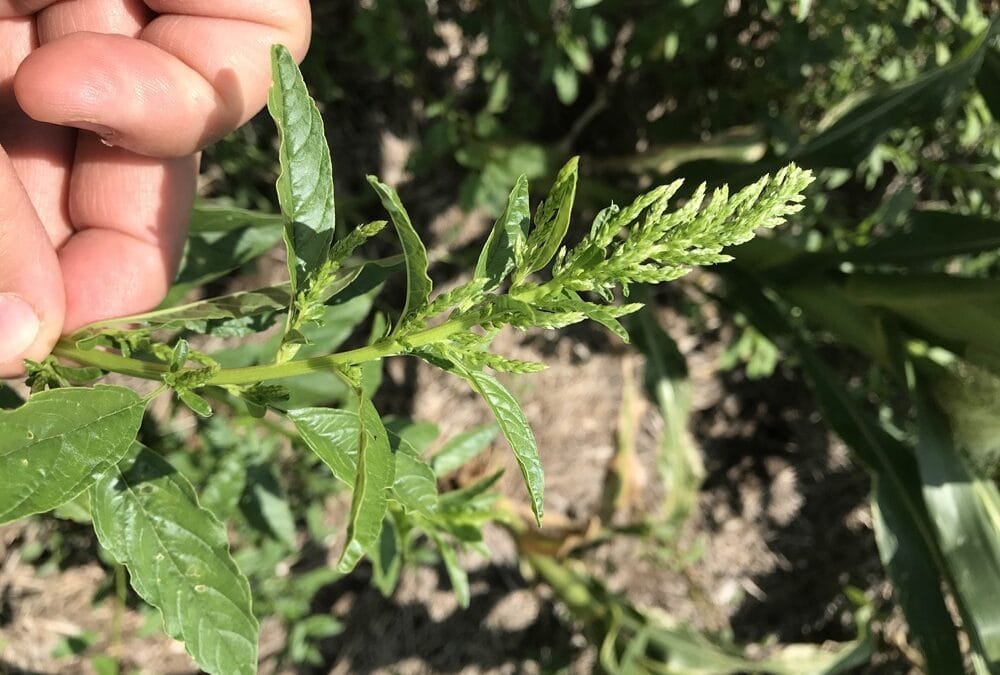 INIA creó una guía para el manejo de amaranthus resistente.