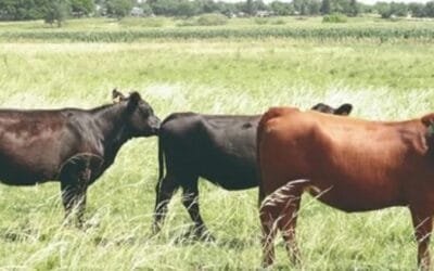 Tristeza: la prevención es clave, dice el Plan Agropecuario.