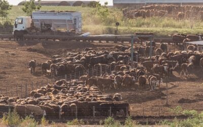 Matías Guigou: “Los corrales están en un momento de actividad importante”.