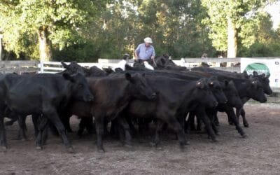 Firme la pista y buenos los precios en el Campanero. Con Montero & Fernández.