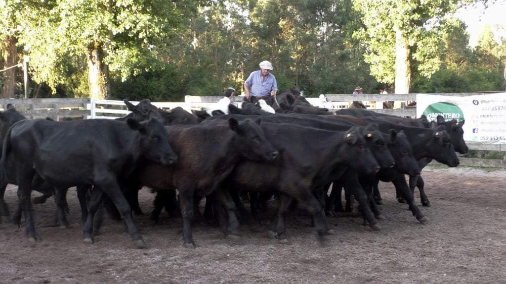 Firme la pista y buenos los precios en el Campanero. Con Montero & Fernández.