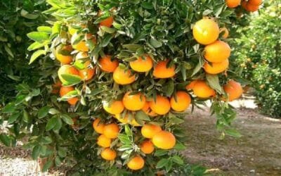 Estados Unidos. Florida espera la peor cosecha de cítricos desde 1930.