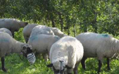 Rural de San José promueve novedoso proyecto de silvopastoreo con ovinos.