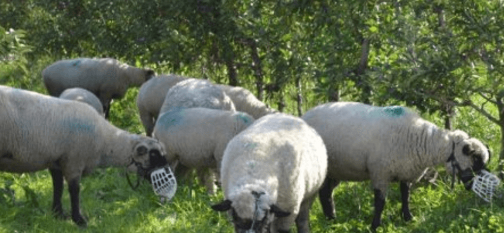 Rural de San José promueve novedoso proyecto de silvopastoreo con ovinos.