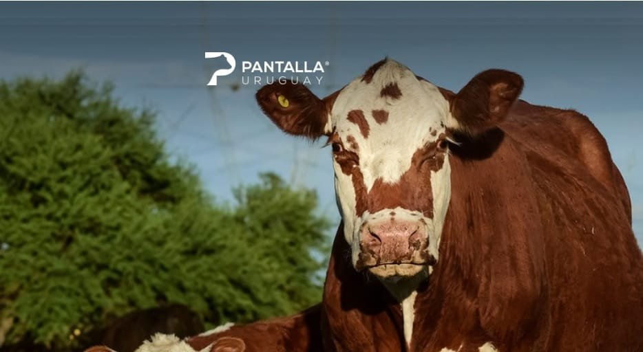 Último remate de Pantalla Uruguay: agilidad y alto porcentaje de ventas.